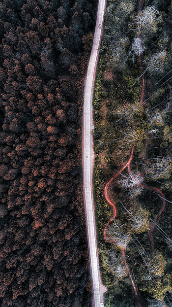 Nature, Trees, View From Above, Road, Forest, Indonesia HD phone wallpaper
