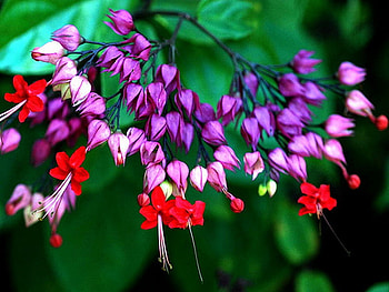 purple buds, purple, egzotic, red, flower HD wallpaper