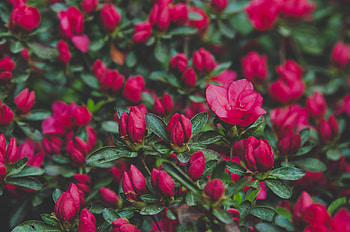 Flowers, Bush, Petals HD wallpaper