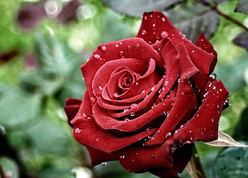 A late given rose, rose, summer, romantic, red HD wallpaper