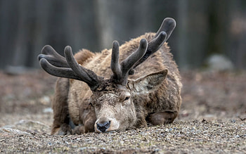 Animals, Muzzle, Sight, Opinion, Deer, Horns HD wallpaper