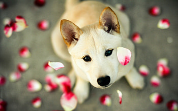 Cute Dog with Petals, Husky Dog with rose petals. HD wallpaper