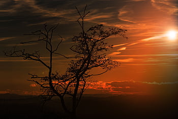 Silhouette of a tree against a vivid sunset sky, illustrating dramatic natural beauty. HD wallpaper