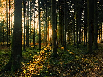 Captivating sunset in a conifer forest, showcasing sunbeams and a peaceful natural landscape. HD wallpaper