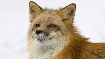 Animals, Snow, Fox, Fluffy, Muzzle HD wallpaper