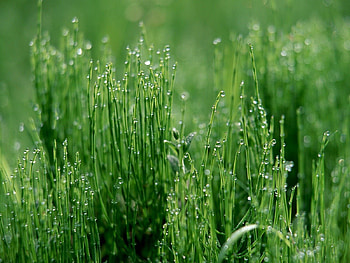 Grass, Drops, Macro, Light, Wet, Light Coloured, Humid HD wallpaper
