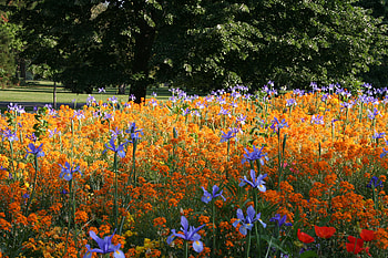 Parkland Flowers, parkland, flowers, park, flower HD wallpaper