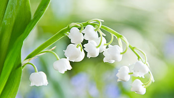 Lily of the Valley, Stunning , Natural elegance, Floral backgrounds HD wallpaper