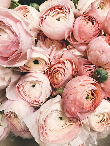 Close-up of a romantic bouquet of pink ranunculus flowers, ideal for weddings. HD phone wallpaper