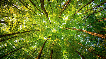 Green Trees, forest, leaves, spring, nature HD wallpaper
