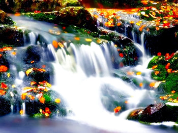 Life, fallen, natural, spring, new HD wallpaper