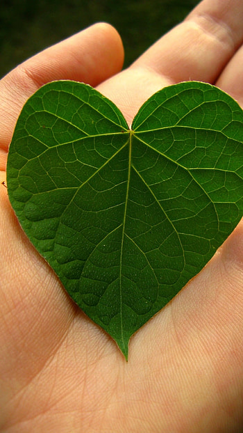Leaf Heart Shape, leaf, heart, shape HD phone wallpaper