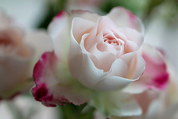 rose, nature, flowers, flower HD wallpaper