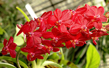Plants, Flowers HD wallpaper