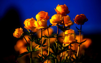 Orange flowers, pretty, beautiful, flowers, spring, orange HD wallpaper