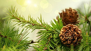 Plants, Cones HD wallpaper