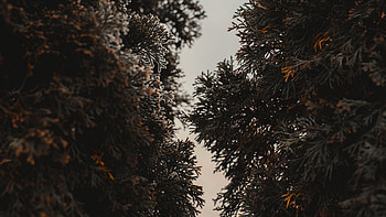 U background, Evergreen plant, Needle-covered branches HD wallpaper