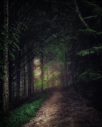 A mysterious misty pathway through a dark, lush forest in Reichholz, Austria. HD phone wallpaper