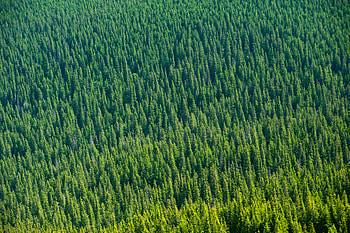 Aerial View Of Trees , aerial, tress, forest, graphy HD wallpaper