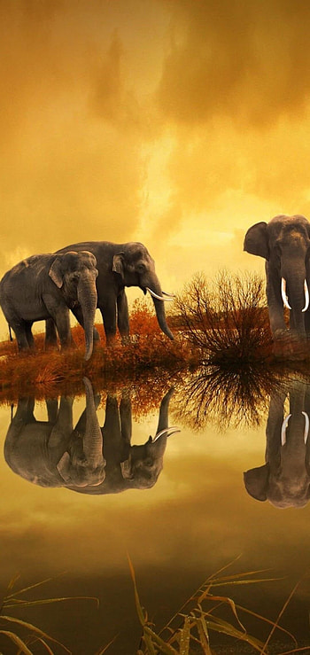 Africa, Aesthetic , Ultra , Android HD phone wallpaper