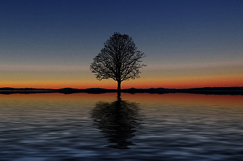 Sunset, silhouette, tree, lake, digital art HD wallpaper