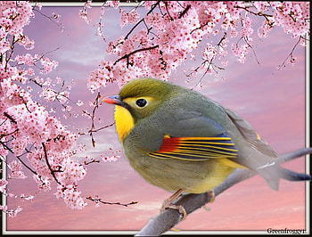 CUTE LITTLE BIRD, LITTLE, CUTE, , BIRD HD wallpaper