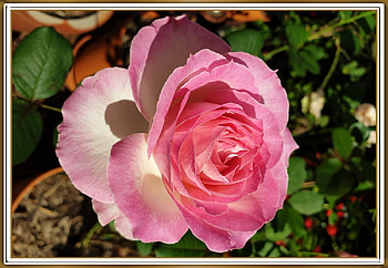 PRETTY ROSE, PRETTY, NATURE, ROSE HD wallpaper