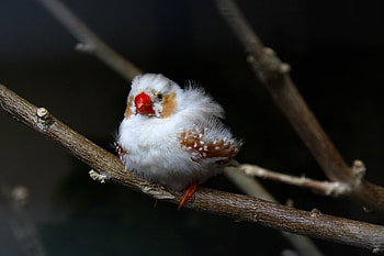 Bird with a red beak, beak, with a, Bird, red HD wallpaper