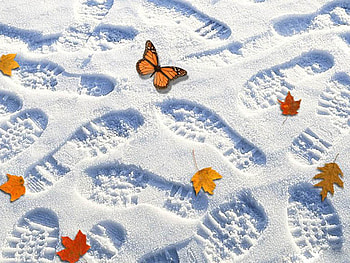 Winter Is Gone, winter, season, nature, butterfly HD wallpaper