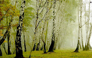 Birch forest, birch, natural, graphy, trees, nature, forests, beauty HD wallpaper