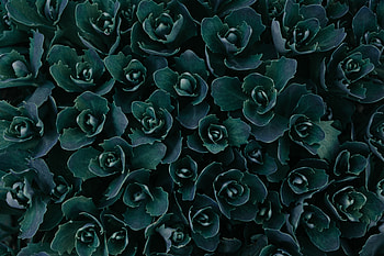 Dark Green Plants Abstract , plants, green, abstract, nature, graphy HD wallpaper