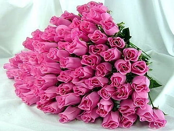 Roses for beautiful people, pink, many, gren, roses HD wallpaper