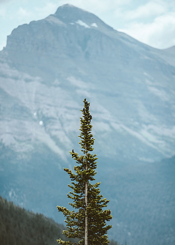 Nature, Mountains, Pine, Coniferous, Plant, Wood, Tree HD phone wallpaper