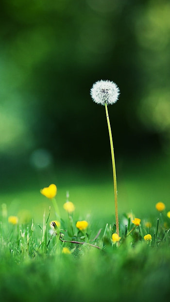 May, Green Grass, Background HD phone wallpaper