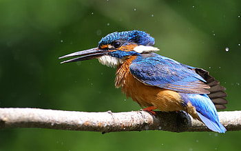 Kingfisher, branch, animal, bird HD wallpaper