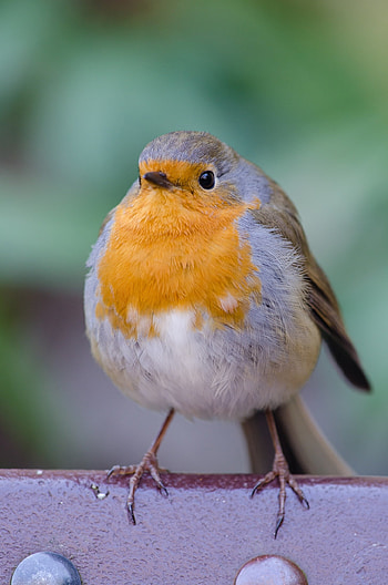 Robin bird, Cute animal, , Jooinn HD phone wallpaper