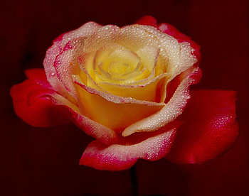 just a rose, delecate, plants, soft, nice, rose, pretty, petals, blossoms, bud, nature, flowers, elegance, blooms HD wallpaper