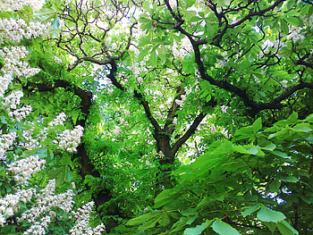 Nature, Flowers, Leaves, Wood, Tree, Chestnut HD wallpaper