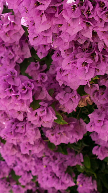Pink, Pink Flowers HD phone wallpaper