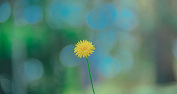 A close-up of a yellow flower with a dreamy green and blue bokeh backdrop. HD wallpaper