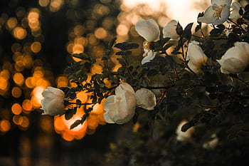 Elegant white roses with a warm sunset bokeh background capturing nature's beauty. HD wallpaper