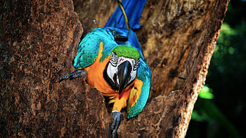 Colorful parrot bird, Vibrant feathers, Exotic wildlife, Nature's beauty HD wallpaper