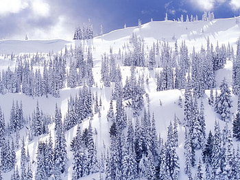 Winter trees, winter, nature, forest, tree HD wallpaper