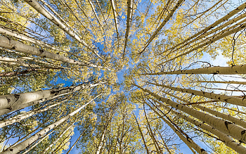 Birch Trees, trees, sky, up, birch HD wallpaper