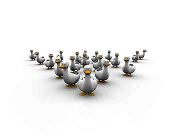 A BUNCH OF DUCKS, ducks, bunc HD wallpaper