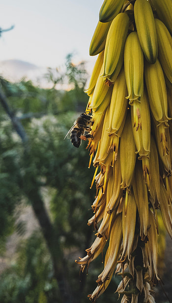 Flowers, Macro, Insect, Bee, Inflorescence HD phone wallpaper
