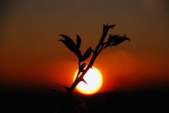 Nature, Sunset, Sky, Plant, Dark HD wallpaper