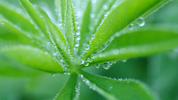Grass, Drops, Plant, Macro, Dew HD wallpaper