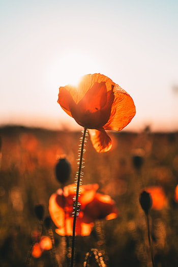 Poppy, meadow, blur, sunrise HD phone wallpaper