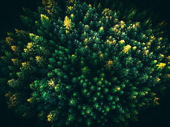 Nature, Trees, View From Above, Forest, Fir, Spruce HD wallpaper